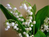Lily Of the Valley Birthday Flowers Birth Flower for May Flower Press