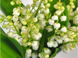 Lily Of the Valley Birthday Flowers Birthday Flowers A Buyer 39 S Guide to the Best Types Of