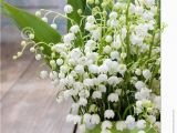 Lily Of the Valley Birthday Flowers Bouquet Of Lily Of the Valley Flowers In Green Dotted Can