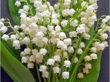 Lily Of the Valley Birthday Flowers Flower Homes Lily Of the Valley Flowers