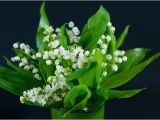 Lily Of the Valley Birthday Flowers Happy May Day Garden Party Flowers