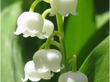 Lily Of the Valley Birthday Flowers Unique Wedding Ideas Your Perfect Day 39 S Wedding Chat