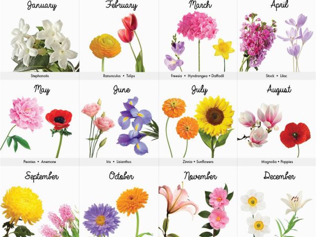 Monthly Birthday Flowers A Visual Guide to Wedding Flowers by Month ...
