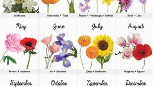 Monthly Birthday Flowers Best 25 Birth Flower Tattoos Ideas On Pinterest