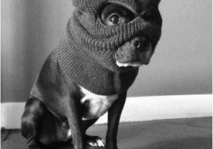 Naughty Birthday Memes 10 Best Boston Terrier Memes Of All Time