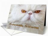 Persian Birthday Cards Birthday Card Angry Cat Photograph White Persian Humor Card