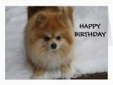 Pomeranian Birthday Card Happy Birthday Says the Pomeranian Card Zazzle Com