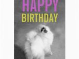 Pomeranian Birthday Card Purple Green Pomeranian Happy Birthday Card Zazzle