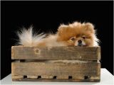 Pomeranian Birthday Meme 1000 Ideas About Happy Birthday Dog On Pinterest Dog