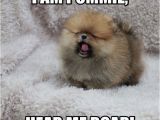 Pomeranian Birthday Meme 17 Best Images About Pomeranian Memes On Pinterest