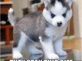 Pomeranian Birthday Meme 25 Best Memes About Pomsky Pomsky Memes