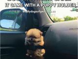 Pomeranian Birthday Meme 62 Best Pomeranian Memes Images On Pinterest Pomeranian