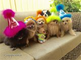 Pomeranian Birthday Meme Party Poms Pomeranian Birthday Animal Lover