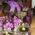 Purple Zebra Birthday Decorations 25 Best Ideas About Zebra Bridal Showers On Pinterest