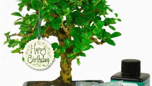 Quirky Birthday Gifts for Him Unusual Birthday Gift for Him Baby Bonsai