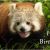 Red Panda Birthday Card Birthday Ecards From Wwf Free Birthday Ecards World