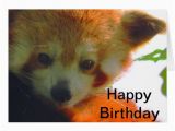 Red Panda Birthday Card Red Panda Greeting Card Zazzle
