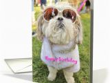 Shih Tzu Birthday Cards Dressed Up Glamor Pooch Shih Tzu Dog Birthday Card 1285436