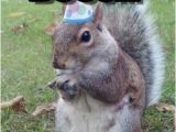 Squirrel Happy Birthday Meme 1000 Ideas About Squirrel Memes On Pinterest Funny