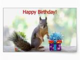 Squirrel Happy Birthday Meme 96 Best Images About Happy Birthday On Pinterest Happy