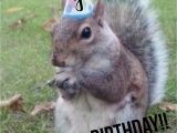 Squirrel Happy Birthday Meme Go Nuts It 39 S Your Birthday Celebrate Birthday Wishes
