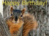 Squirrel Happy Birthday Meme Happy Birthday Squirrel Wishes Animals Pinterest