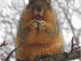 Squirrel Happy Birthday Meme Pinterest the World S Catalog Of Ideas