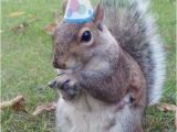 Squirrel Happy Birthday Meme Super Birthday Squirrel Memes Imgflip