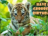 Wildlife Birthday Cards Birthday Ecards From Wwf Free Birthday Ecards World