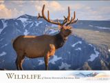 Wildlife Birthday Cards Wildlife Greeting Cards Images Of Rocky Mountain